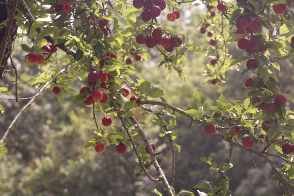 Arbres fruitiers