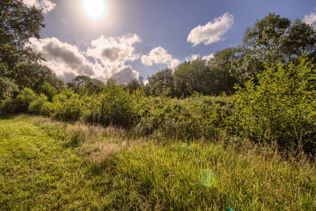 Forêt 2
